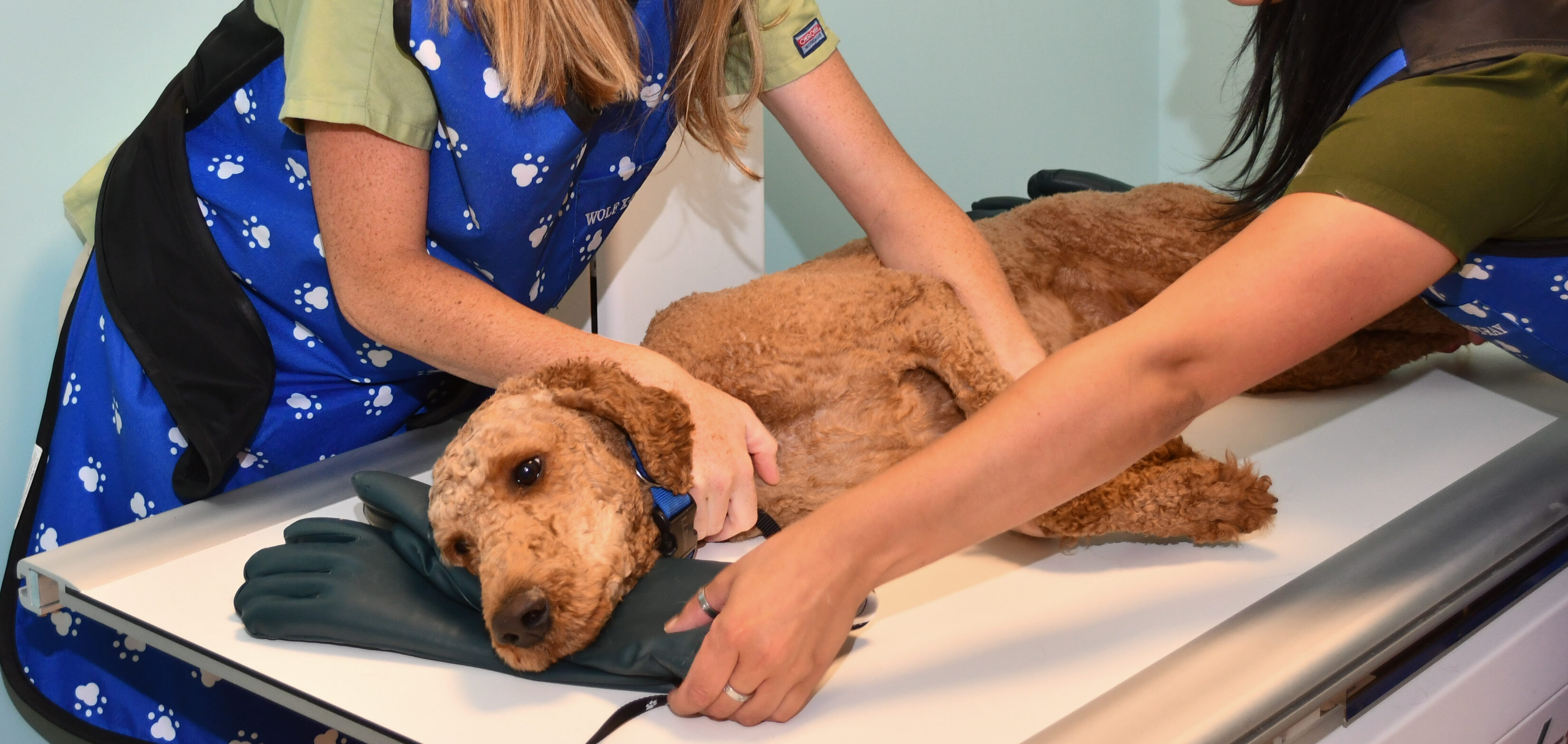 After-Hours Urgent Care for Dogs and Cats