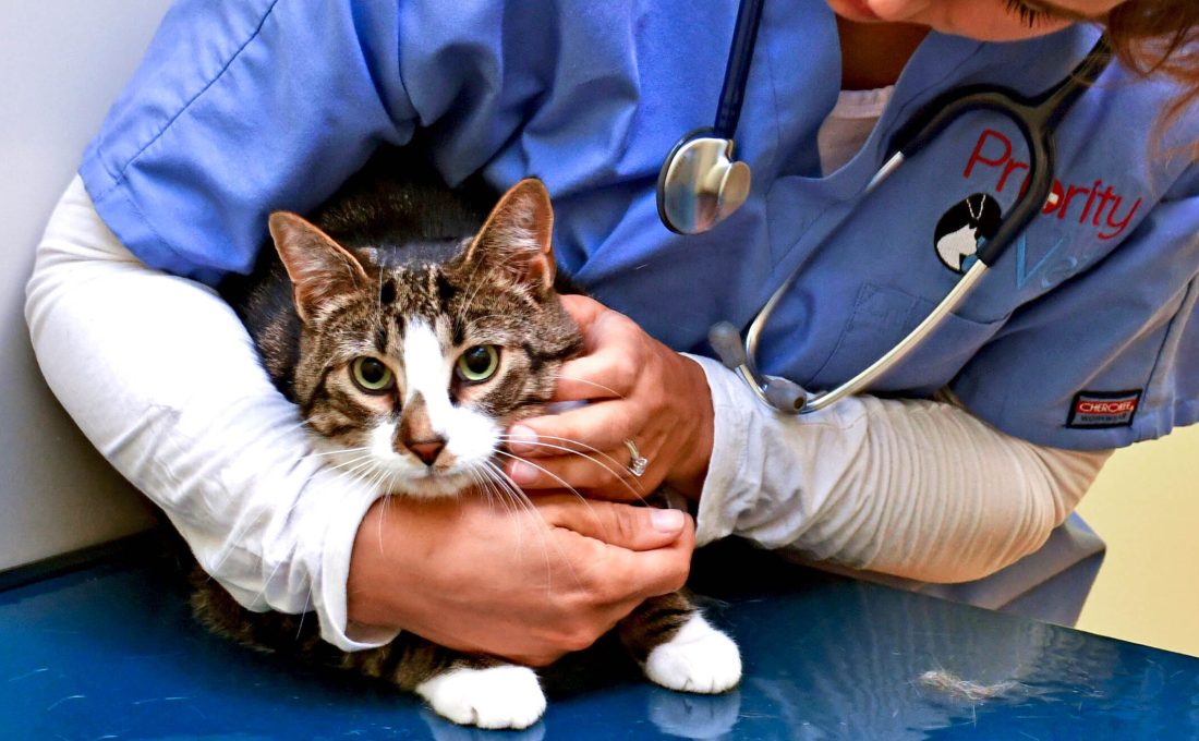 After-Hours Urgent Care for Dogs and Cats