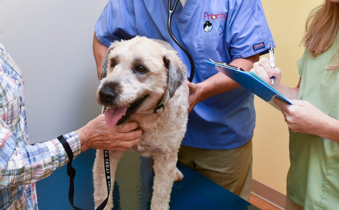 After-Hours Urgent Care for Dogs and Cats