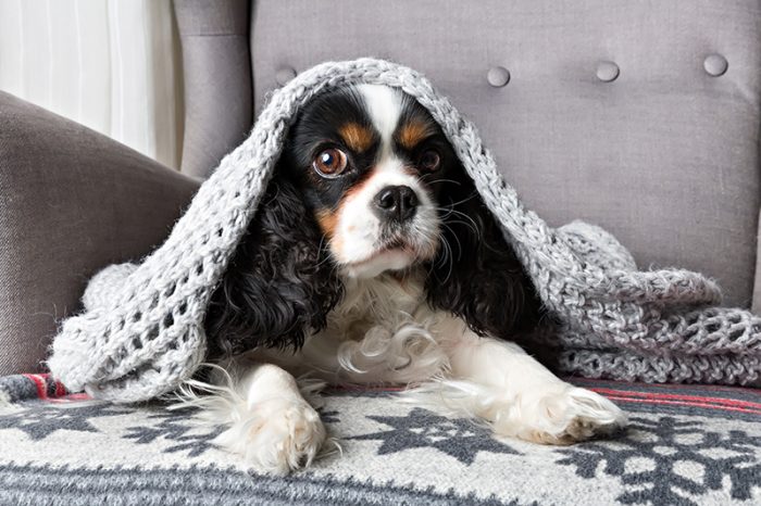 cute dog, cavalier spaniel under the warm grey blanket